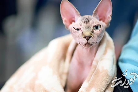 جدیدترین عکس های خنده دار،عکس های خنده دار حیوانات عکس های خنده دار از حیوانات, جدید ترین عکس های خنده دار